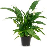 Spathiphyllum Lepelplant S