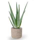 Aloe Vera in Charlie grey washed