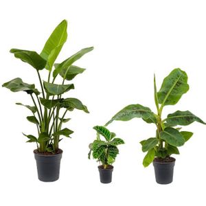 Tropicana plantenpakket