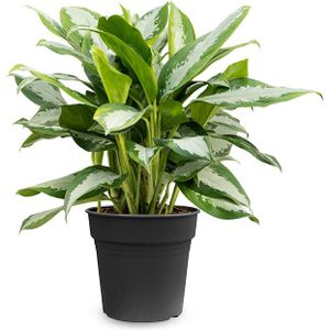 Aglaonema Silver Moon