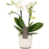 Phalaenopsis Optifriend Sandra Lazio white