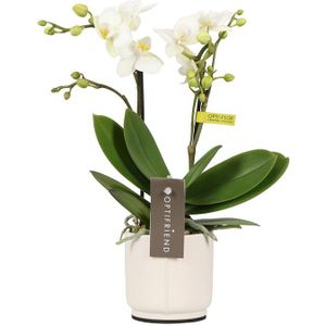 Phalaenopsis Optifriend Sandra Lazio white
