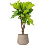 Ficus Lyrata in Forli XXL