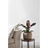 Philodendron Imperial Red M