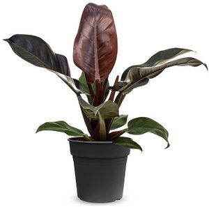 Philodendron Imperial Red M