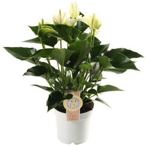 Anthurium White Champion M