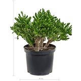 Crassula Horntree L