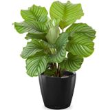 Calathea in Zelfwatergevende Classico