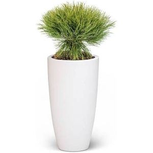 Pinus Bregon Naaldboom In Pure Soft