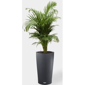 Goudpalm in Zelfwatergevende pot