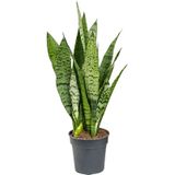 Sansevieria Zeylanica XS