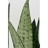 Sansevieria Zeylanica XS