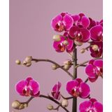 Orchidee Optimost Morelia