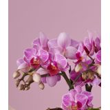 Orchidee Boquetto Delight Molise white
