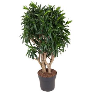 Dracaena Reflexa XL