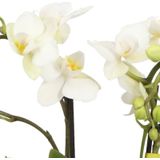 Phalaenopsis Optifriend Sandra