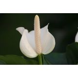 Anthurium White Champion in vaas L