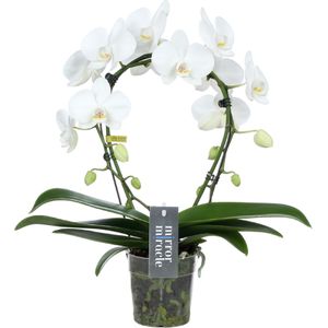 Orchidee Mirror Miracle Aurora