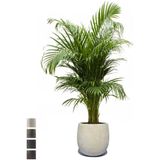 Goudpalm Areca In Bloempot Balloon