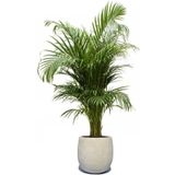 Goudpalm Areca In Bloempot Balloon