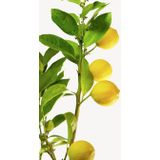 Citroenboom Citrus Lemon M