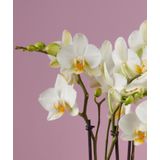 Orchidee Boquetto Beauty Molise White