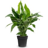 Spathiphyllum Lepelplant L