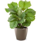 Calathea in Zelfwatergevende Classico