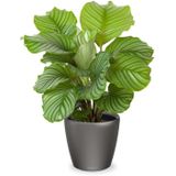 Calathea in Zelfwatergevende Classico