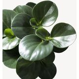 Peperomia dwergpeper