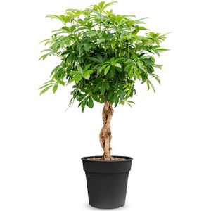 Schefflera gevlochten stam L