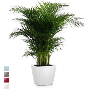 Goudpalm Areca in Zelfwatergevende Quadro