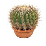 Echinocactus Ingens