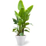 Strelitzia Kingsize in Pure Rond