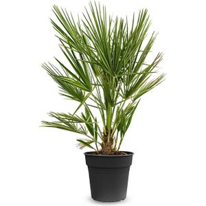 Chamaerops Humilis L