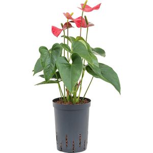 Hydroplant Anthurium Dark Red