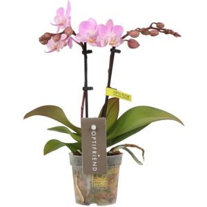 Phalaenopsis Optifriend Lieke