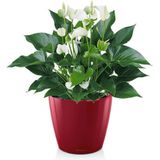 Anthurium White Champion in zelfwatergevende Classico