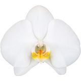 Orchidee Wit Tweetak