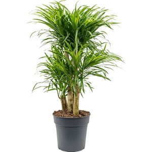 Dracaena Anita Variegata