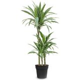 Dracaena Warneckei