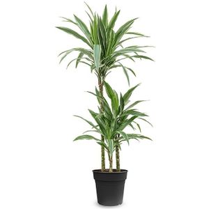 Dracaena Warneckei