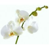 Orchideeënvoeding