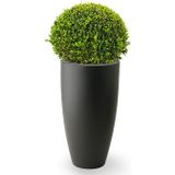 Buxus Bol In Pure Soft S