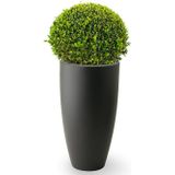 Buxus Bol In Pure Soft S