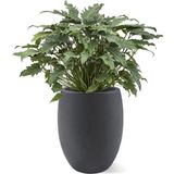 Philodendron Xanadu in Betonlook Bloempot