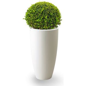 Buxus Bol In Pure Soft  L