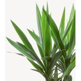 Palmlelie Yucca toef XL