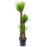 Palmlelie Yucca toef XL