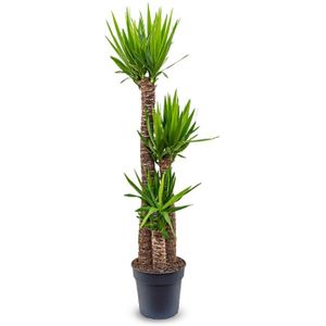 Palmlelie Yucca toef XL